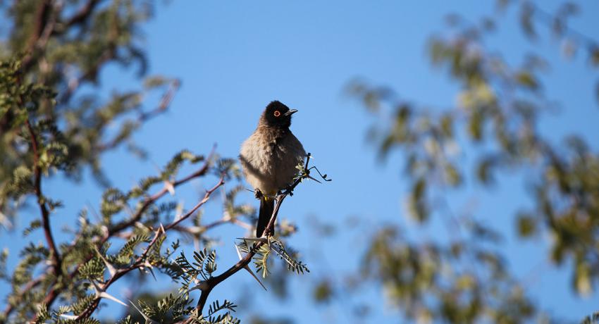 Desert Game Farm & Tented Lodge - Bird Watching