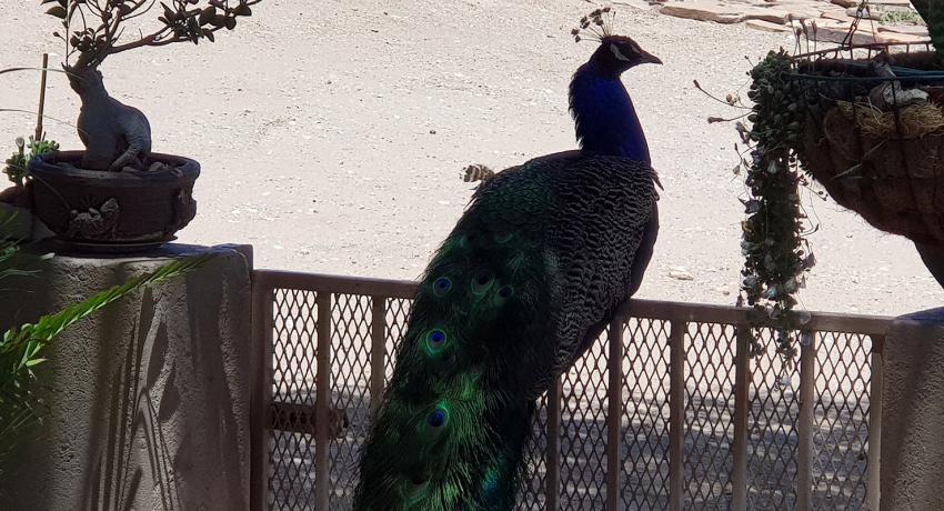 Desert Game Farm & Tented Lodge - Bird Watching