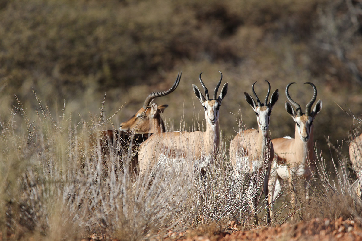 Desert Game Farm & Tented Lodge - Wildlife & Game Drive