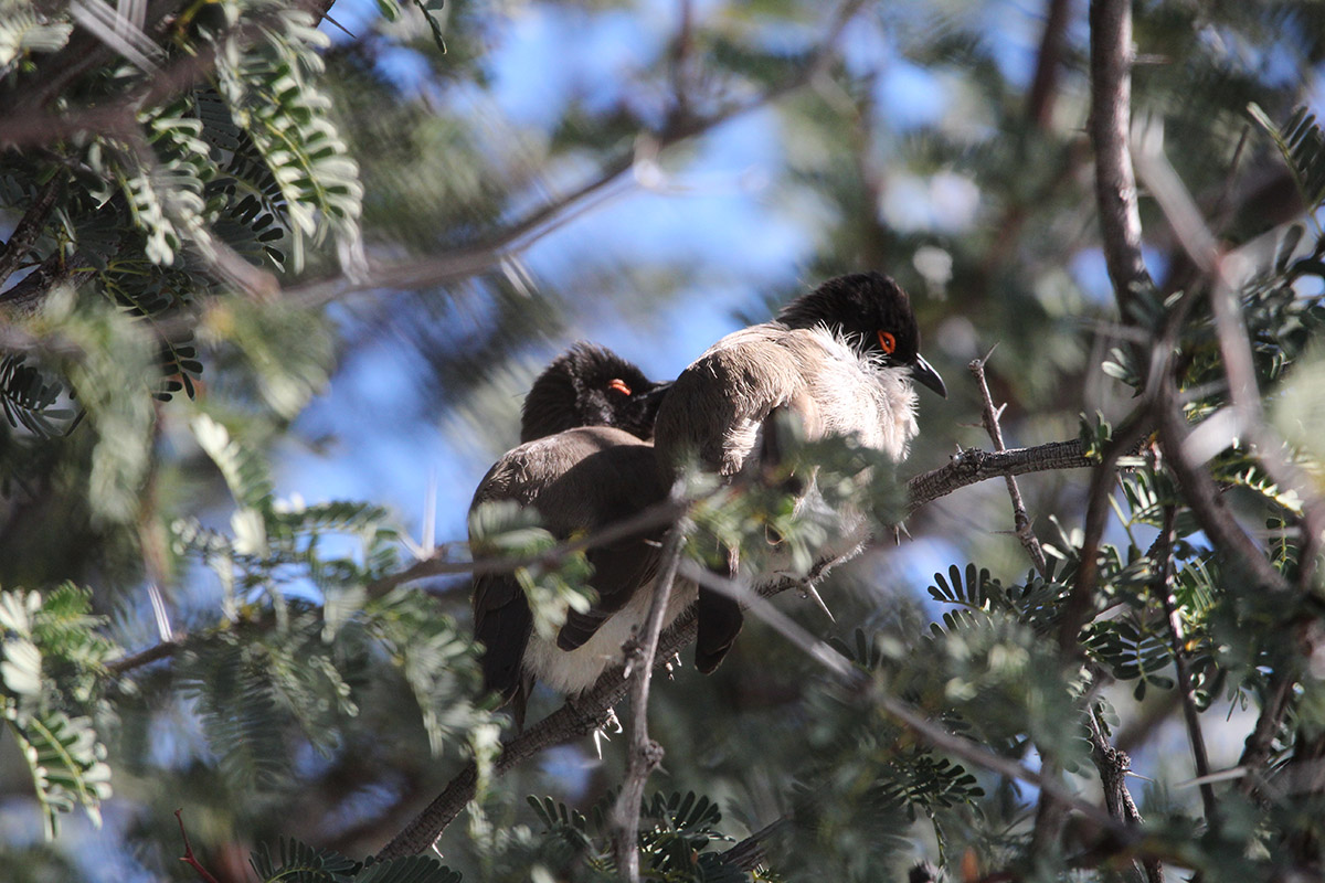 Desert Game Farm & Tented Lodge - Bird Watching