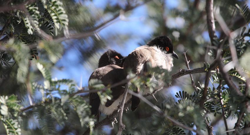 Desert Game Farm & Tented Lodge - Bird Watching