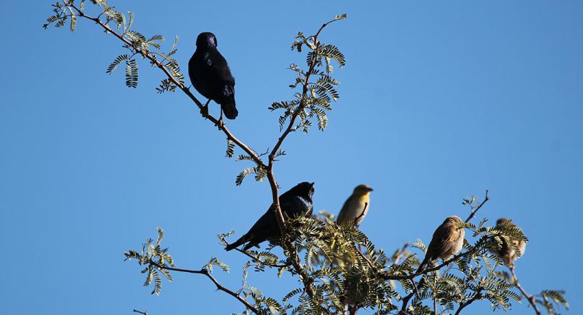 Desert Game Farm & Tented Lodge - Bird Watching