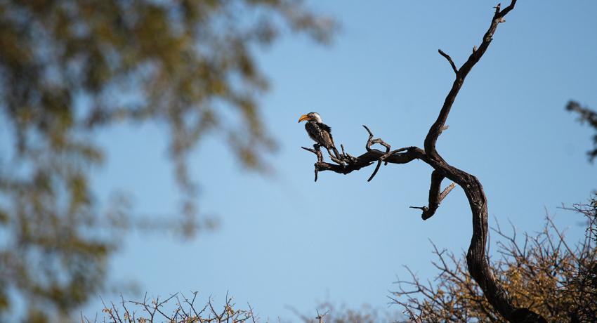 Desert Game Farm & Tented Lodge - Bird Watching