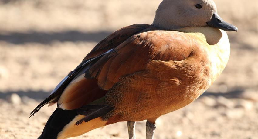 Desert Game Farm & Tented Lodge - Bird Watching