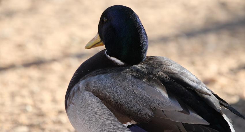 Desert Game Farm & Tented Lodge - Bird Watching