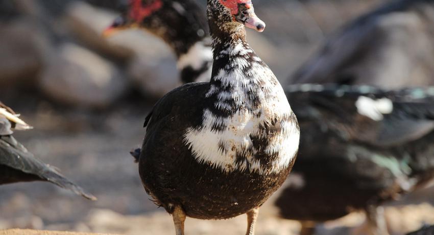 Desert Game Farm & Tented Lodge - Bird Watching
