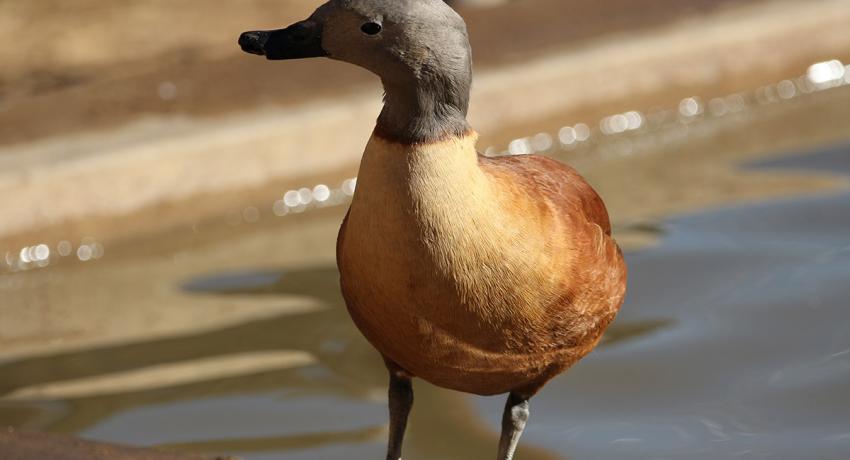 Desert Game Farm & Tented Lodge - Bird Watching