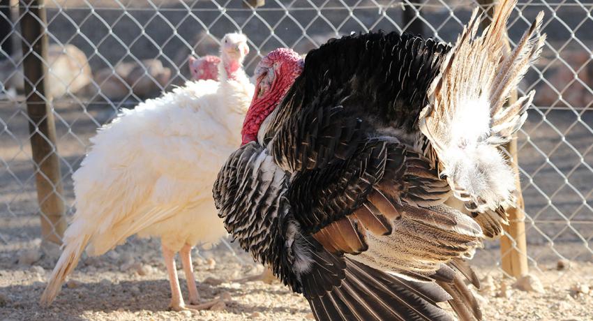 Desert Game Farm & Tented Lodge - Bird Watching