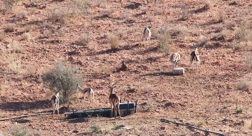 Desert Game Farm & Tented Lodge - Wildlife & Game Drive