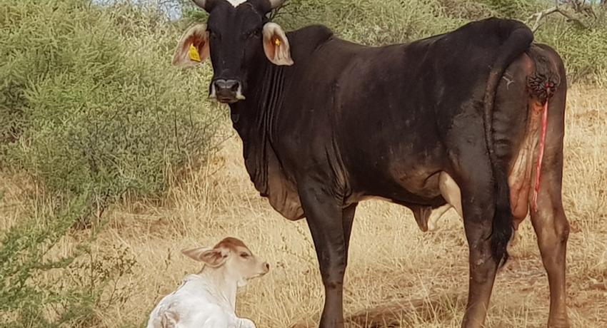 Desert Game Farm & Tented Lodge - Wildlife & Game Drive