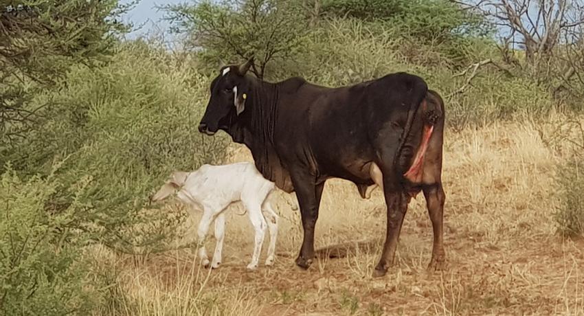 Desert Game Farm & Tented Lodge - Wildlife & Game Drive
