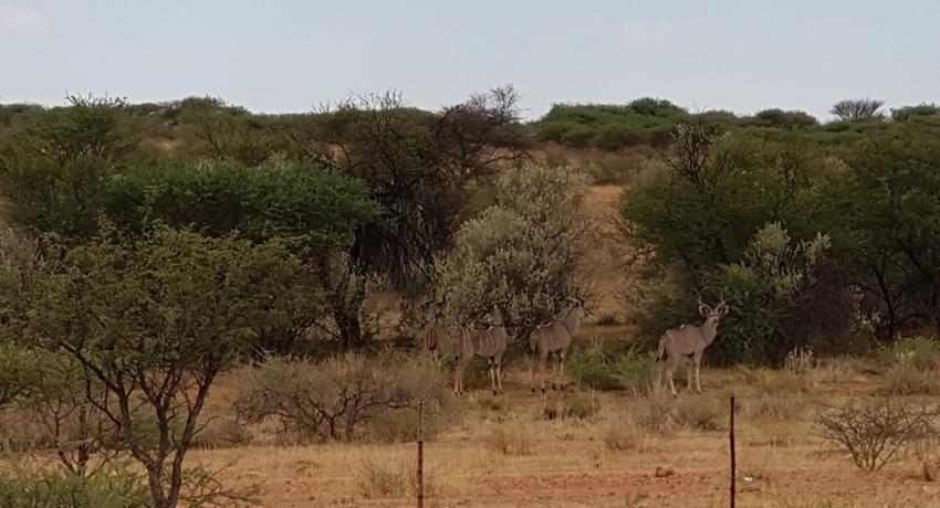 Desert Game Farm & Tented Lodge - Wildlife & Game Drive