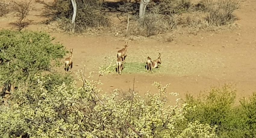 Desert Game Farm & Tented Lodge - Wildlife & Game Drive
