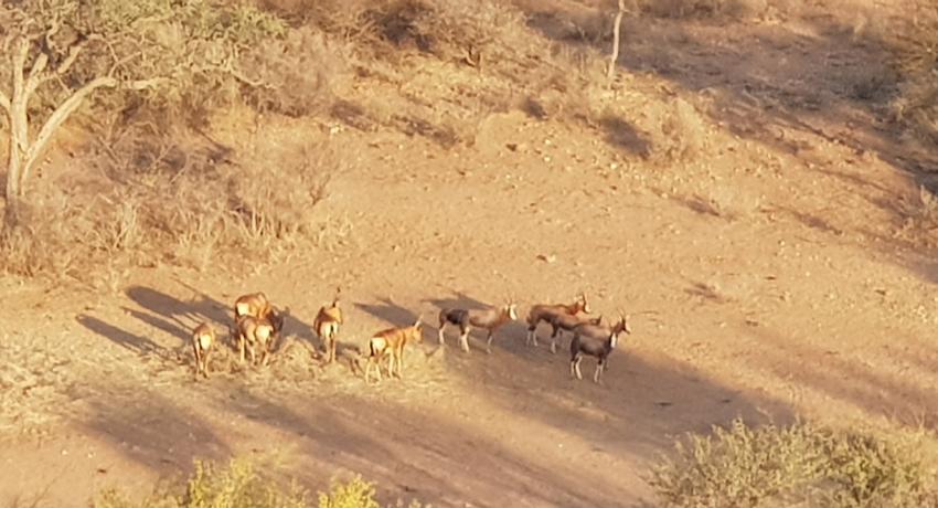 Desert Game Farm & Tented Lodge - Wildlife & Game Drive