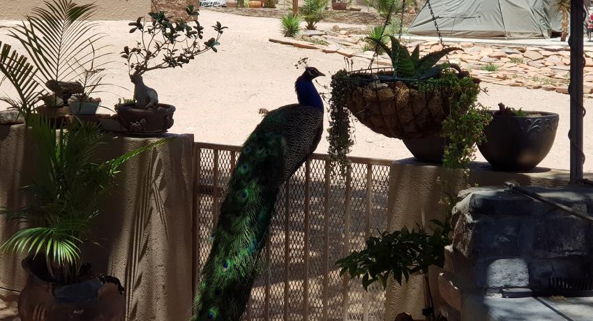 Desert Game Farm & Tented Lodge - Bird Watching