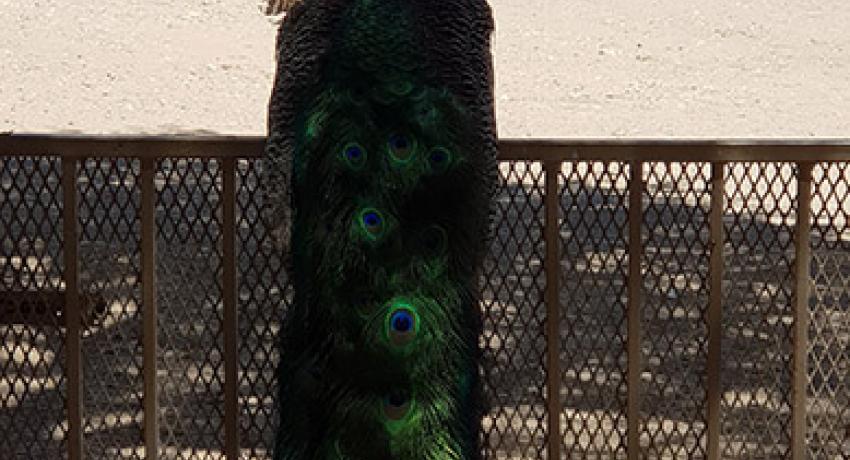 Desert Game Farm & Tented Lodge - Bird Watching