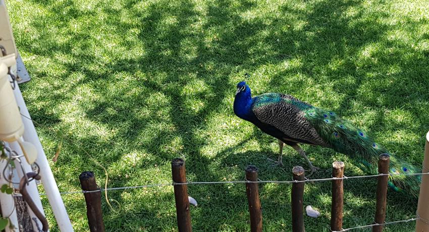 Desert Game Farm & Tented Lodge - Bird Watching