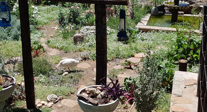 Desert Game Farm & Tented Lodge - Bird Watching