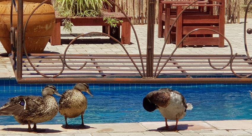 Desert Game Farm & Tented Lodge - Bird Watching