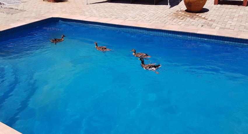 Desert Farm & Tented Lodge - Our Facilities