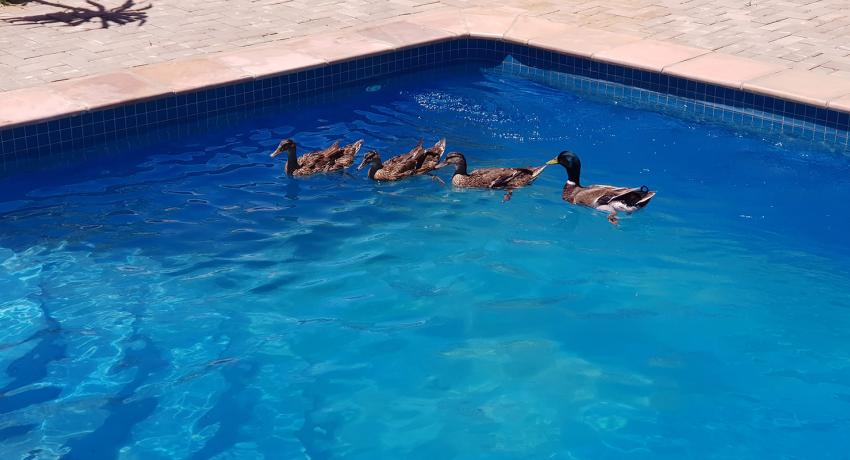 Desert Game Farm & Tented Lodge - Bird Watching