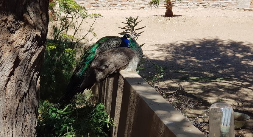 Desert Game Farm & Tented Lodge - Bird Watching