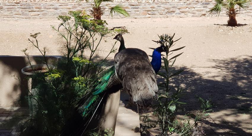 Desert Game Farm & Tented Lodge - Bird Watching
