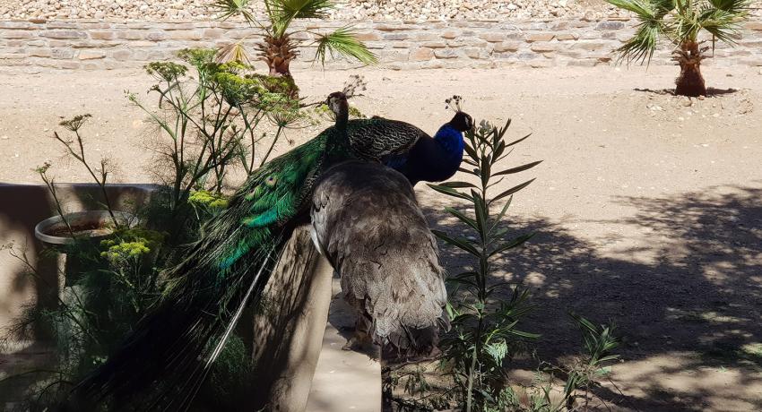 Desert Game Farm & Tented Lodge - Bird Watching