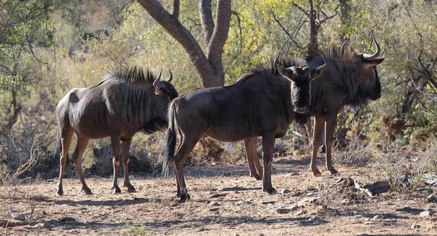 Desert Game Farm & Tented Lodge - Wildlife & Game Drive