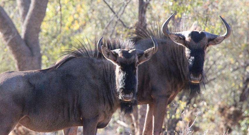 Desert Game Farm & Tented Lodge - Wildlife & Game Drive