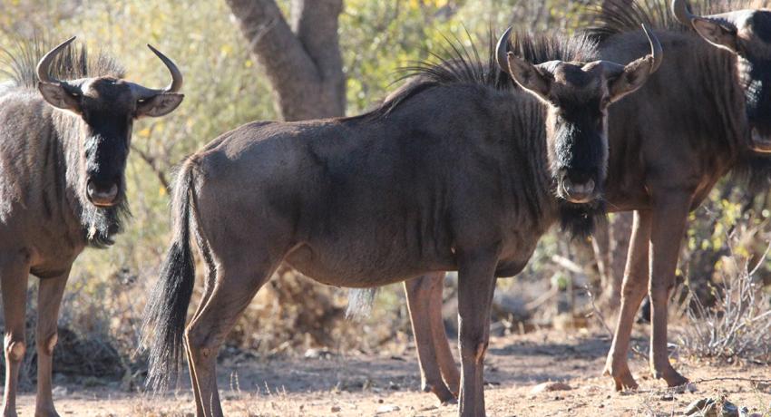 Desert Game Farm & Tented Lodge - Wildlife & Game Drive