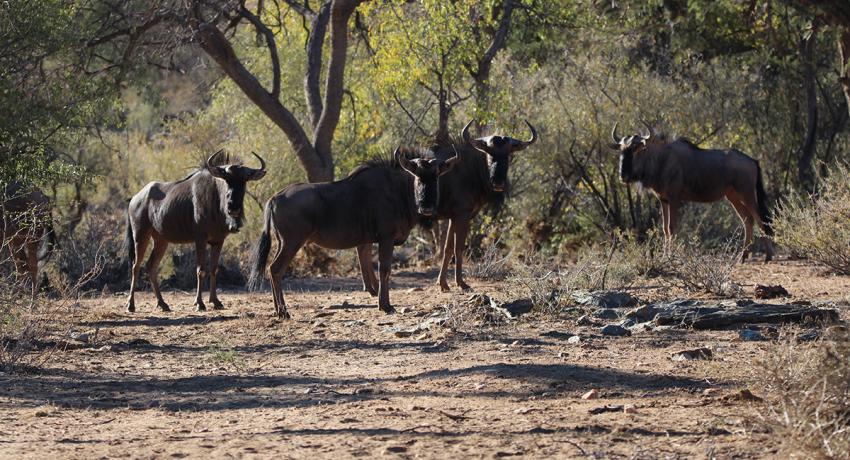 Desert Game Farm & Tented Lodge - Wildlife & Game Drive