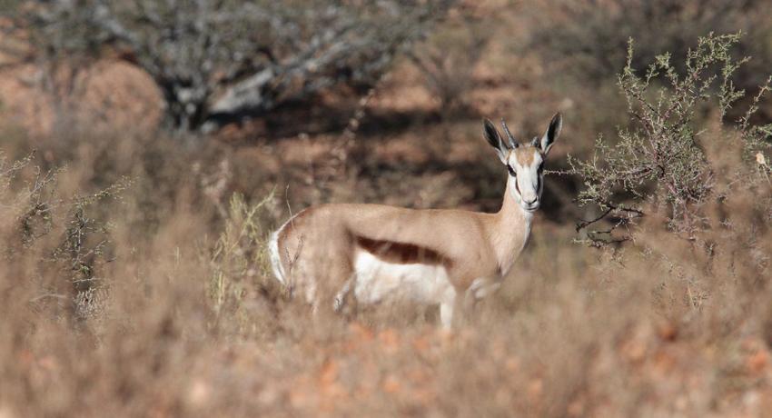 Desert Game Farm & Tented Lodge - Wildlife & Game Drive