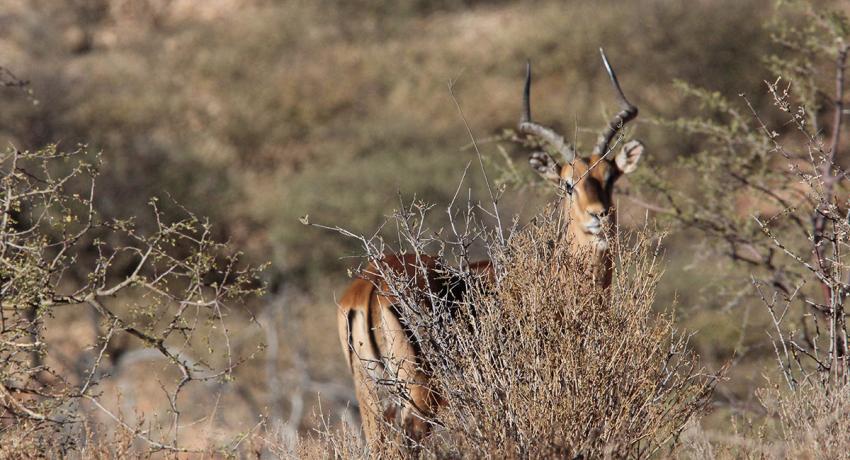 Desert Game Farm & Tented Lodge - Wildlife & Game Drive