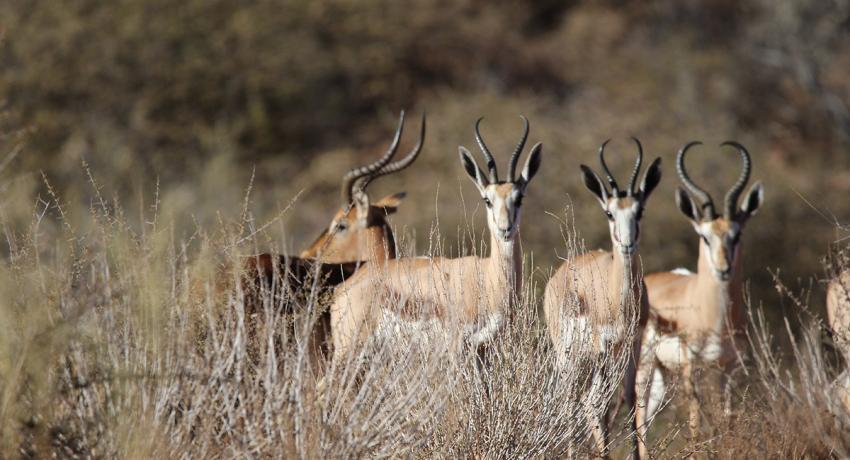 Desert Game Farm & Tented Lodge - Wildlife & Game Drive