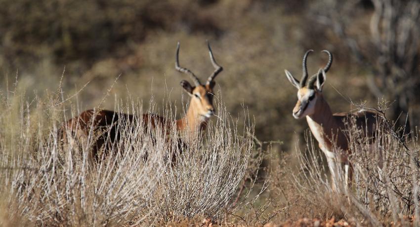 Desert Game Farm & Tented Lodge - Wildlife & Game Drive