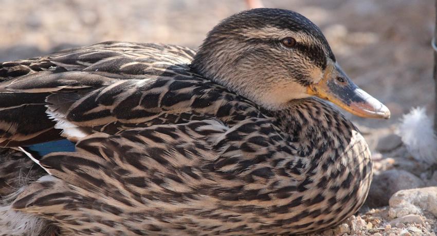 Desert Game Farm & Tented Lodge - Bird Watching