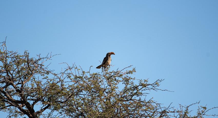Desert Game Farm & Tented Lodge - Bird Watching