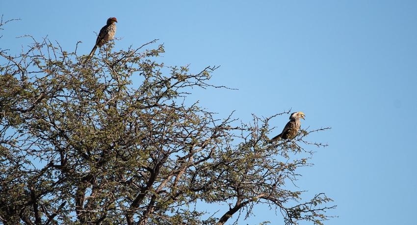 Desert Game Farm & Tented Lodge - Bird Watching