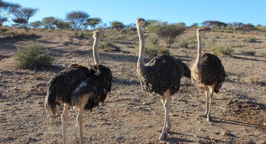 Desert Game Farm & Tented Lodge - Wildlife & Game Drive