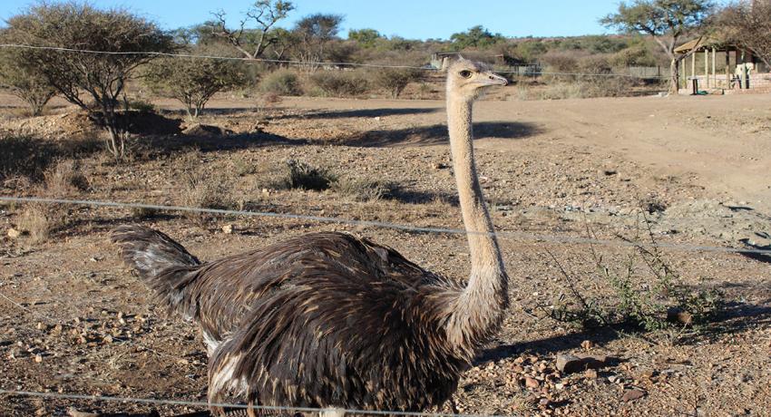 Desert Game Farm & Tented Lodge - Wildlife & Game Drive