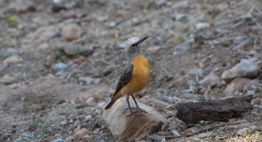 Desert Game Farm & Tented Lodge - Bird Watching