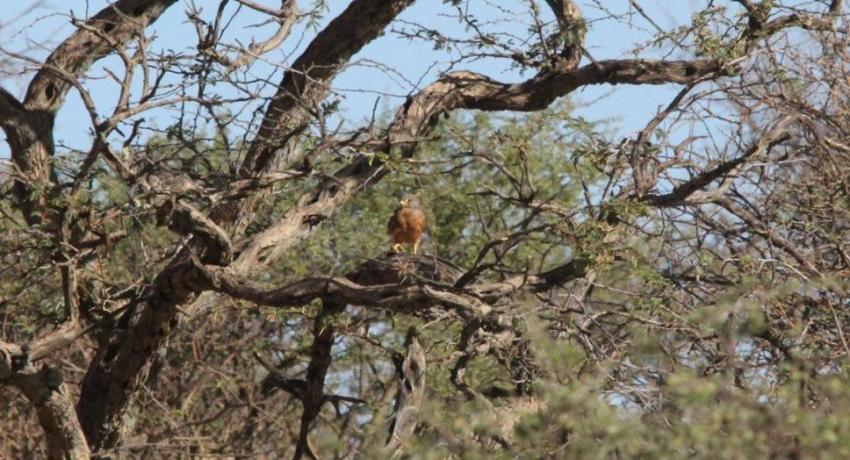 Desert Game Farm & Tented Lodge - Bird Watching