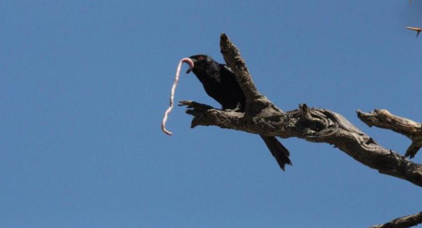 Desert Game Farm & Tented Lodge - Bird Watching