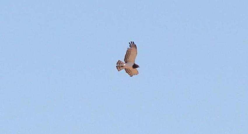 Desert Game Farm & Tented Lodge - Bird Watching