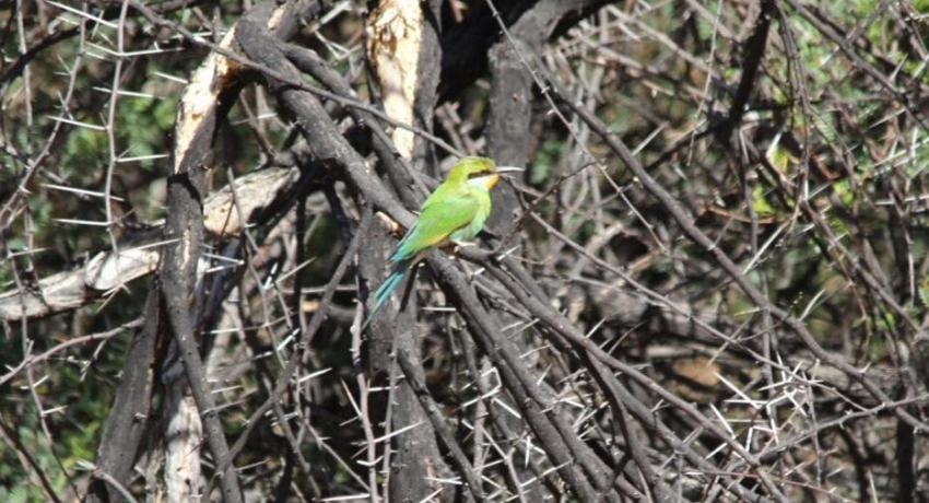 Desert Game Farm & Tented Lodge - Bird Watching