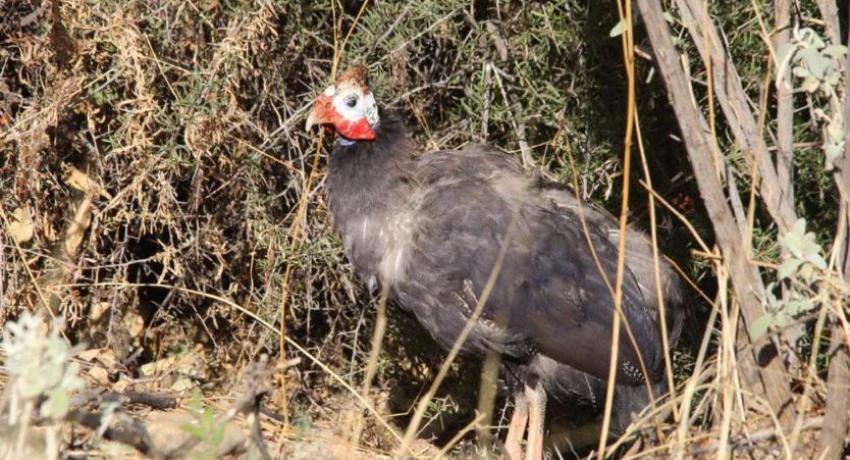 Desert Game Farm & Tented Lodge - Bird Watching