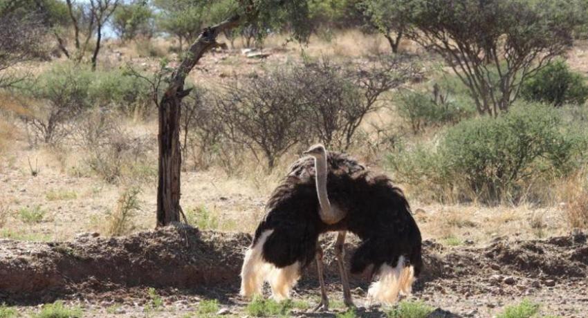 Desert Game Farm & Tented Lodge - Bird Watching