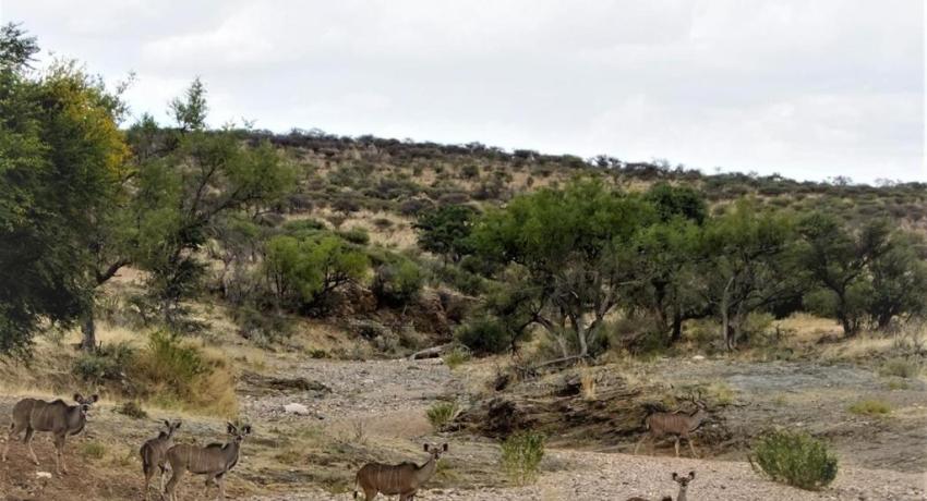 Impala