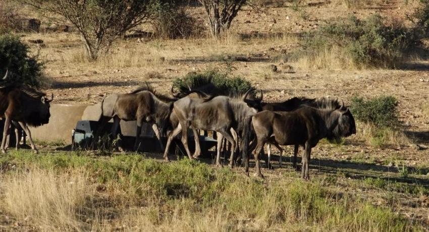 Kudu